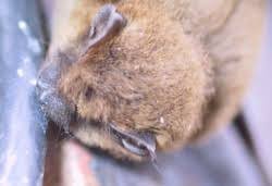 Attēlu rezultāti vaicājumam “Pipistrellus pygmaeus”