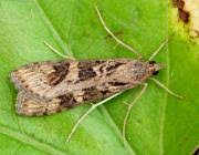 Attēlu rezultāti vaicājumam “Nomophila noctuella”