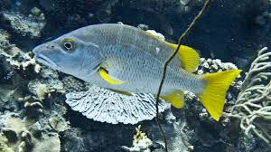 Image result for Lutjanus apodus