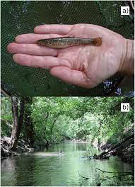 Attēlu rezultāti vaicājumam “Barbatula barbatula”