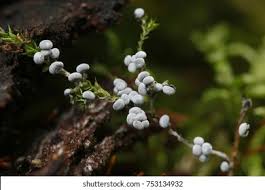 Attēlu rezultāti vaicājumam “Physarum cinereum macro”