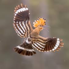 Image result for hoepoe