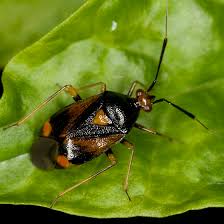 Attēlu rezultāti vaicājumam “Deraeocoris ruber”