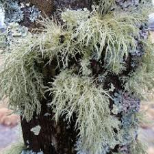 Attēlu rezultāti vaicājumam “Usnea hirta”