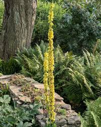 Image result for Verbascum nigrum