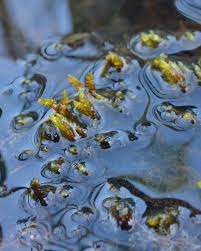 Attēlu rezultāti vaicājumam “Calliergon trifarium”