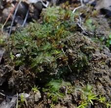 Attēlu rezultāti vaicājumam “Phaeoceros laevis subsp. carolinianus”