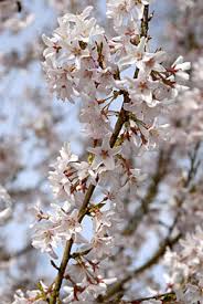Attēlu rezultāti vaicājumam “Prunus padus var. roseiflora flower”