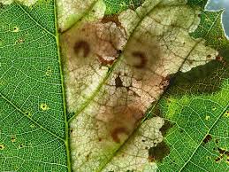 Attēlu rezultāti vaicājumam “Tischeria ekebladella”