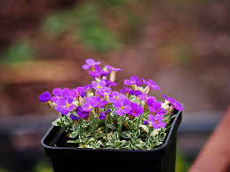 Image result for Aubrieta hybrida (cultorum)