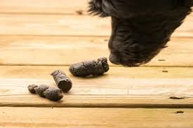 Image result for cestoda excrement dog