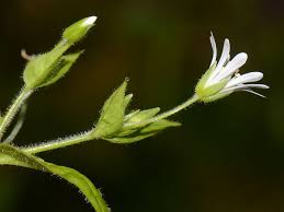 Attēlu rezultāti vaicājumam “Stellaria nemorum bud”