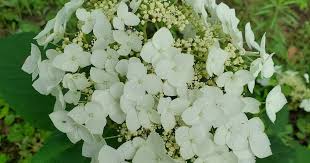 Attēlu rezultāti vaicājumam “Hydrangea arborescens subsp. discolor flower”
