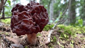 Attēlu rezultāti vaicājumam “Gyromitra esculenta”