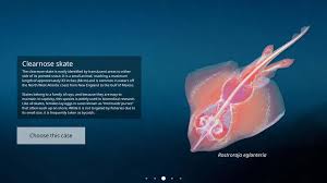 Image result for Rostroraja eglanteria