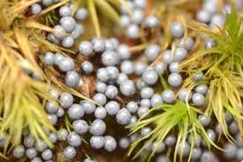 Attēlu rezultāti vaicājumam “Diderma chondrioderma macro”