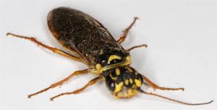 Attēlu rezultāti vaicājumam “Acantholyda posticalis”