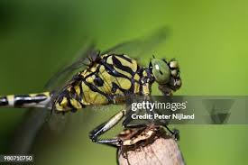 Attēlu rezultāti vaicājumam “Onychogomphus forcipatus”