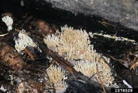 Attēlu rezultāti vaicājumam “Lentaria sp.”