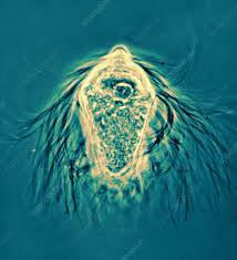Attēlu rezultāti vaicājumam “Trichia ambigua macro”