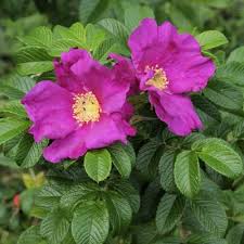 Attēlu rezultāti vaicājumam “Rosa glabrifolia”