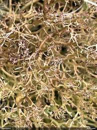 Attēlu rezultāti vaicājumam “Cetraria ericetorum”