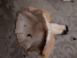 Attēlu rezultāti vaicājumam “Lactarius lygniotus”