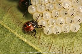 Attēlu rezultāti vaicājumam “Graphosoma lineatum nymph”