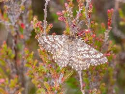 Attēlu rezultāti vaicājumam “Ematurga atomaria male”