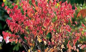 Attēlu rezultāti vaicājumam “Cercidiphyllum japonicum flower”
