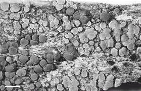 Attēlu rezultāti vaicājumam “Candelariella sp.”