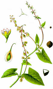 Attēlu rezultāti vaicājumam “Fallopia dumetorum”