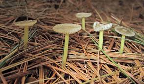 Attēlu rezultāti vaicājumam “Mycena epipterygia”