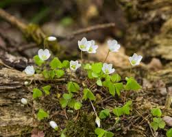 Attēlu rezultāti vaicājumam “Oxalis acetosella leaf”