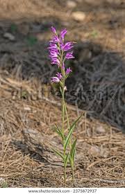 Attēlu rezultāti vaicājumam “Cephalanthera rubra leaf”