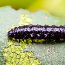 Attēlu rezultāti vaicājumam “Agelastica alni larva”