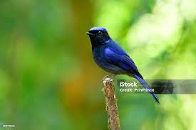 Attēlu rezultāti vaicājumam “Muscicapidae”