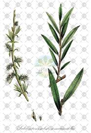 Attēlu rezultāti vaicājumam “Salix repens subsp. rosmarinifolia”