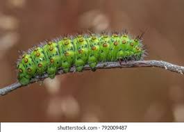 Attēlu rezultāti vaicājumam “Saturnia pavonia eggs”