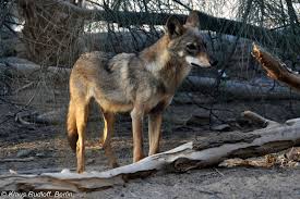 Image result for canis lupus arabs