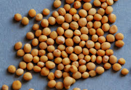 Attēlu rezultāti vaicājumam “Sinapis alba fruit”