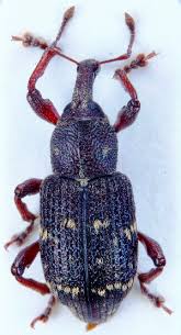 Attēlu rezultāti vaicājumam “Hylobius pinastri”