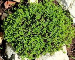 Image result for Thymian