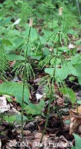 Attēlu rezultāti vaicājumam “Equisetum sylvaticum”