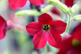 Image result for Nicotiana x sanderae