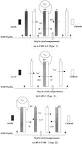 Effect of cell configurations on the performance of citric acid