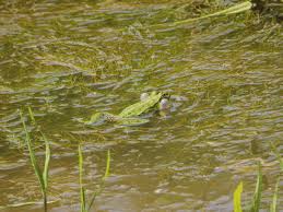 Attēlu rezultāti vaicājumam “Pelophylax adult”