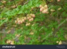 Attēlu rezultāti vaicājumam “Enkianthus campanulatus flower”
