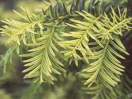 Attēlu rezultāti vaicājumam “Taxus baccata leaf”