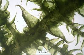 Attēlu rezultāti vaicājumam “Palustriella decipiens”